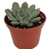 Red Tipped Desert Rose Succulent - Echeveria Pulidonis Live Plant 2.5" Pot - Image 1