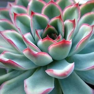 Red Tipped Desert Rose Succulent - Echeveria Pulidonis Live Plant 2.5