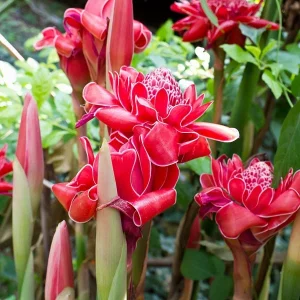 Red Torch Ginger Rhizomes - Etlingera elatior Live Plant for Exotic Flowers - Image 1