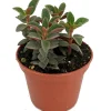 Red Trailing Peperomia Rubella Live Plant - 2.5 inch Pot - Indoor Vine - Image 1