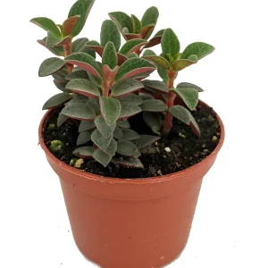 Red Trailing Peperomia Rubella Live Plant - 2.5 inch Pot - Indoor Vine - Image 1