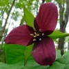 Red Trillium Bulbs – Trillium Erectum – Bare Root Wildflower for Shade Gardens - Image 1