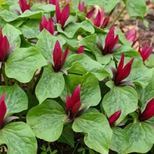 Red Trillium (Trillium Erectum) Bulbs – Bare-Root Perennial Wildflower - Image 4
