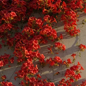 Red Trumpet Vine Seeds - 12 Organic Perennial Seeds for Hummingbirds - Image 2