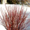Red Twig Dogwood Live Plant - Quart Pot, Vibrant Red Stems, Outdoor Shrub - Image 1