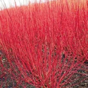 Red Twig Dogwood Live Plant - Quart Pot, Vibrant Red Stems, Outdoor Shrub - Image 2