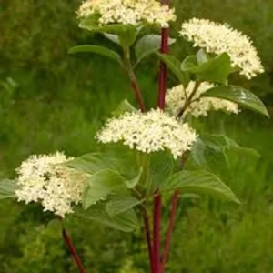 Red Twig Dogwood Shrub 12-24in Tall – Cornus sericea Live Plant – Outdoor - Image 3