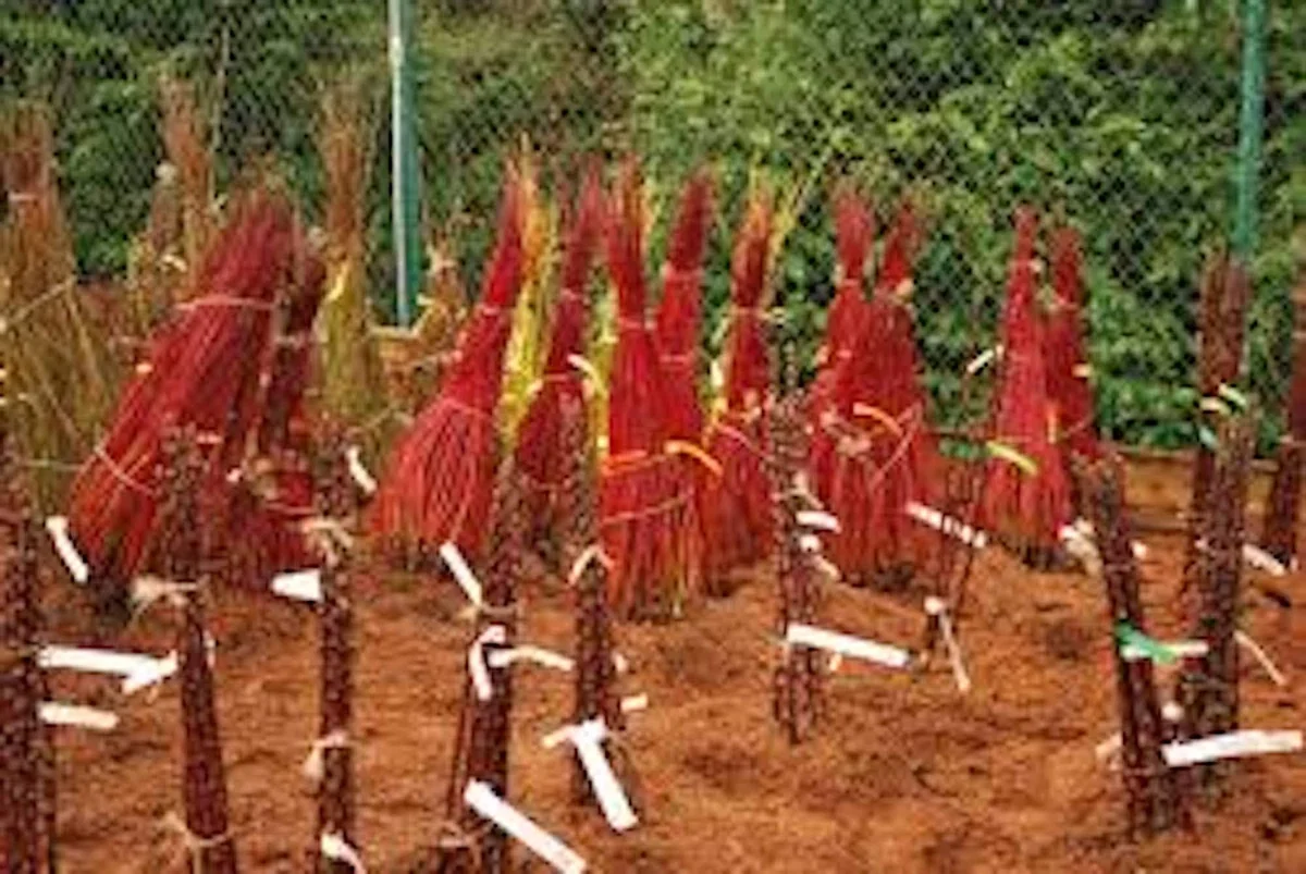 Red Twig Dogwood Shrub Live Plant 12-24in Tall - Cornus sericea Outdoor - Image 2