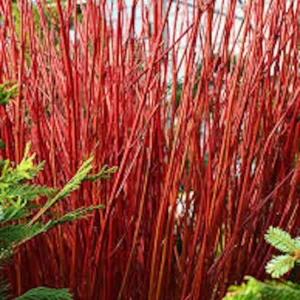 Red Twig Dogwood Shrub Live Plant 12-24in Tall - Cornus sericea Outdoor - Image 1
