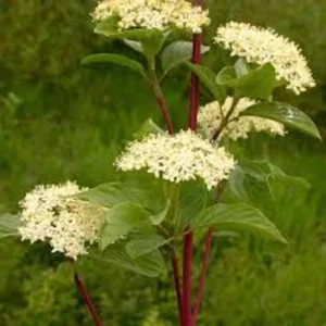 Red Twig Dogwood Shrub Live Plant 12-24in Tall - Cornus sericea Outdoor - Image 5