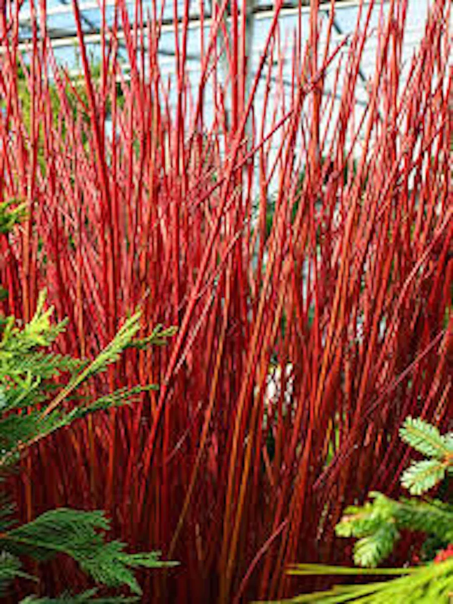 Red Twig Dogwood Shrub Live Plant 12-24in Tall - Cornus sericea Outdoor - Image 1