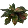 Red Valentine Chinese Evergreen Live Plant - Aglaonema - 4 inch Pot - Indoor - Image 1