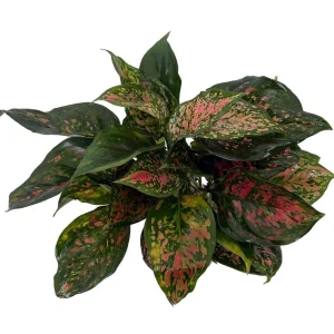 Red Valentine Chinese Evergreen Live Plant - Aglaonema - 4 inch Pot - Indoor - Image 1