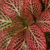 Red Veined Nerve Plant (Fittonia) Live Plant - Easy Houseplant - 3" Pots - 2 Pack - Image 1