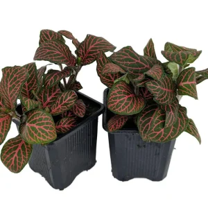 Red Veined Nerve Plant (Fittonia) Live Plant - Easy Houseplant - 3