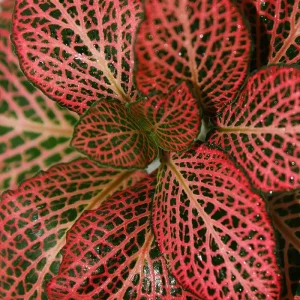 Red Veined Nerve Plant (Fittonia) Live Plant - Easy Houseplant - 3