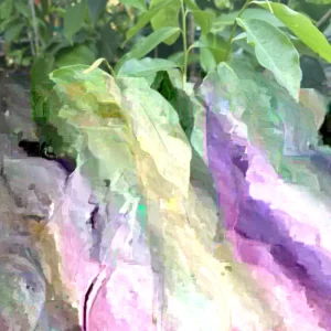 Red Wax Apple Live Fruit Tree - Air Layered, 3ft Tall - Tropical - Image 5