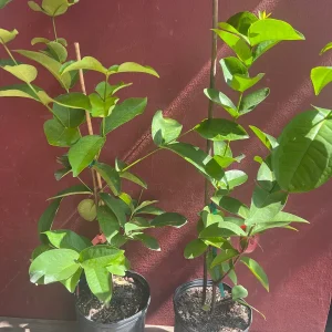 Red Wax Apple Live Plant – 3 Gallon Air Layered Tropical Fruit Tree - Image 2