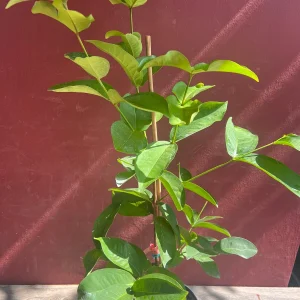 Red Wax Apple Live Plant – 3 Gallon Air Layered Tropical Fruit Tree - Image 3