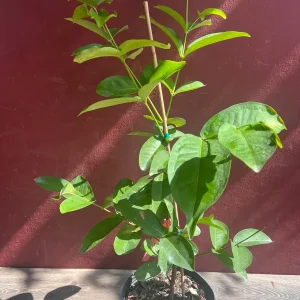 Red Wax Apple Live Plant – 3 Gallon Air Layered Tropical Fruit Tree - Image 4