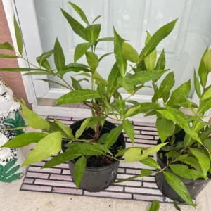 Red Wax Apple Live Plant - Java Rose Apple Tree 3ft & Up - Potted Outdoor - Image 4