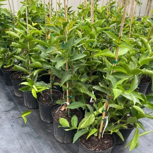 Red Wax Jambu Tree Live Plant – 2-3 Feet Tall – Tropical Fruit Tree - Image 3