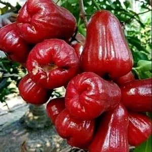 Red Wax Jambu Tree Live Plant – 2-3 Feet Tall – Tropical Fruit Tree - Image 1