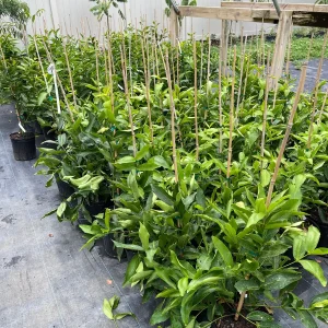 Red Wax Jambu Tree Live Plant – 2-3 Feet Tall – Tropical Fruit Tree - Image 4