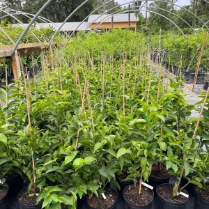 Red Wax Jambu Tree Live Plant – 2-3 Feet Tall – Tropical Fruit Tree - Image 5