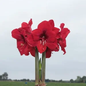 Red Waxed Amaryllis Bulb 26/28 - Elegant Indoor Flower Bulb - Image 3