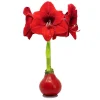 Red Waxed Amaryllis Bulb - Jumbo, No Water, Holiday Blooms Indoor - Image 1