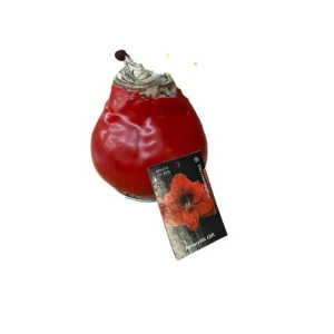 Red Waxed Amaryllis Bulb - Jumbo, No Water, Holiday Blooms Indoor - Image 2