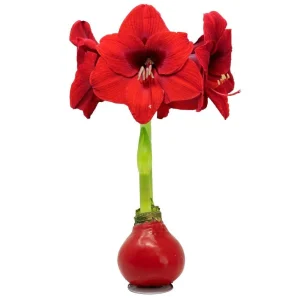Red Waxed Amaryllis Bulb - Jumbo, No Water, Holiday Blooms Indoor - Image 1