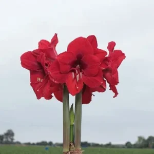 Red Waxed Amaryllis Bulbs 3 Pack - 28/30cm - No Water Holiday Decoration - Image 3