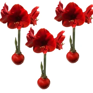 Red Waxed Amaryllis Bulbs 3 Pack - 28/30cm - No Water Holiday Decoration - Image 1