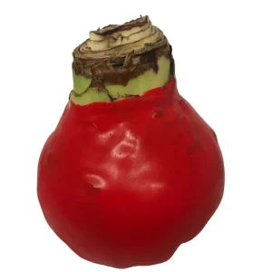 Red Waxed Minerva Amaryllis Bulb Size 36/38 - No Water, Easy Care Holiday Bloom - Image 2