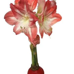 Red Waxed Minerva Amaryllis Bulb Size 36/38 - No Water, Easy Care Holiday Bloom - Image 1