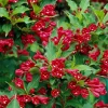 Red Weigela Bare Root Plant - 2 Count - Deciduous Shrub for Full Sun - Image 1