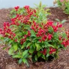 Red Weigela Florida Live Plant – 6-12 inches tall in pot – Outdoor Shrub - Image 1