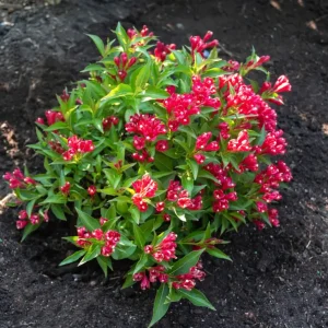Red Weigela Florida Live Plant – 6-12 inches tall in pot – Outdoor Shrub - Image 2