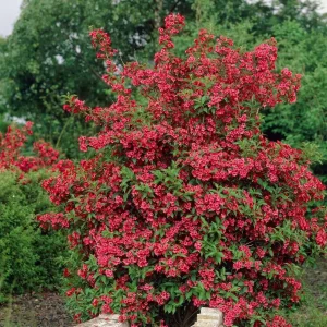 Red Weigela Florida Live Plant – 6-12 inches tall in pot – Outdoor Shrub - Image 3
