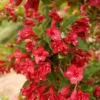 Red Weigela Live Plant – 2 Bare Root Shrubs – 1-2 ft Tall – Outdoor - Image 1