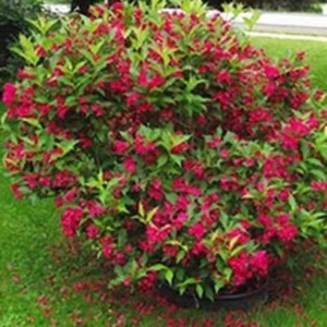 Red Weigela Live Plant – 2 Bare Root Shrubs – 1-2 ft Tall – Outdoor - Image 2