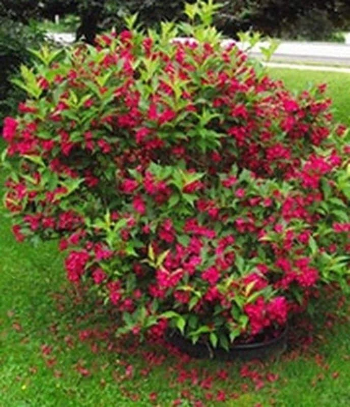 Red Weigela Live Plant – 2 Bare Root Shrubs – 1-2 ft Tall – Outdoor - Image 2