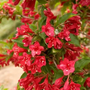 Red Weigela Live Plant – Quart Pot – Deciduous Shrub – Outdoor Garden - Image 1