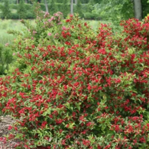 Red Weigela Live Plant - Quart Pot Flowering Shrub - Outdoor Garden - Image 10