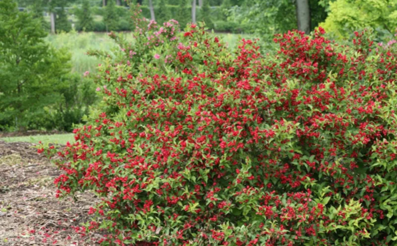 Red Weigela Live Plant - Quart Pot Flowering Shrub - Outdoor Garden - Image 10