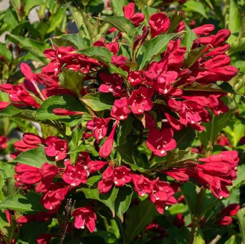Red Weigela Live Plant - Quart Pot Flowering Shrub - Outdoor Garden - Image 2