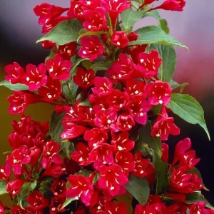 Red Weigela Live Plant - Quart Pot Flowering Shrub - Outdoor Garden - Image 3
