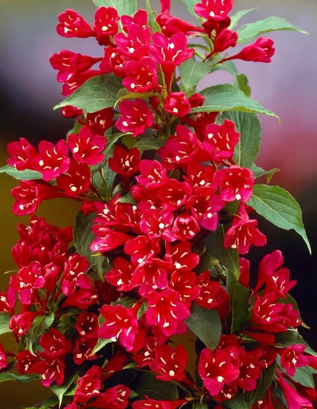 Red Weigela Live Plant - Quart Pot Flowering Shrub - Outdoor Garden - Image 3